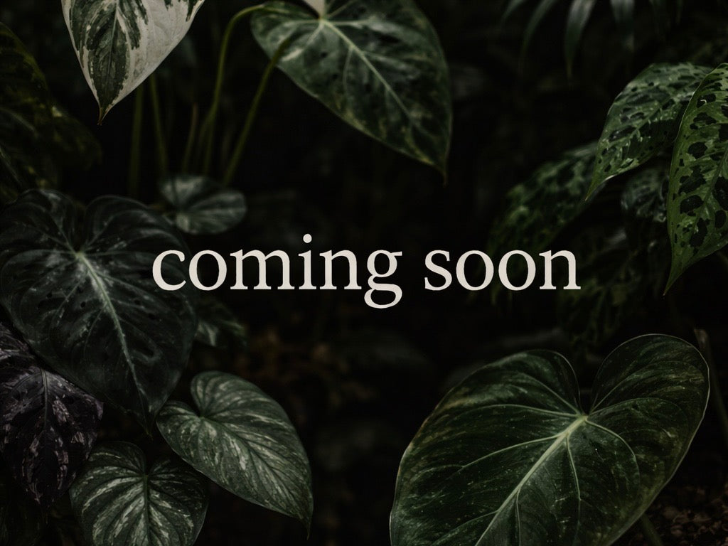 Coming Soon