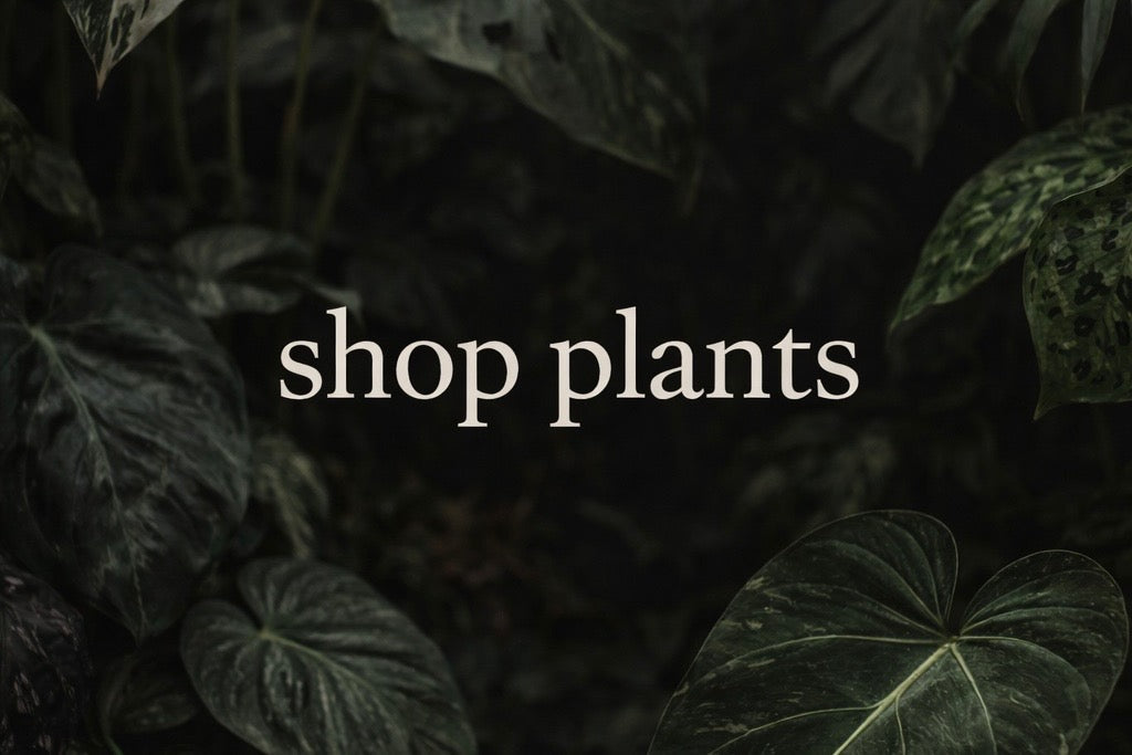 In-Stock Plants
