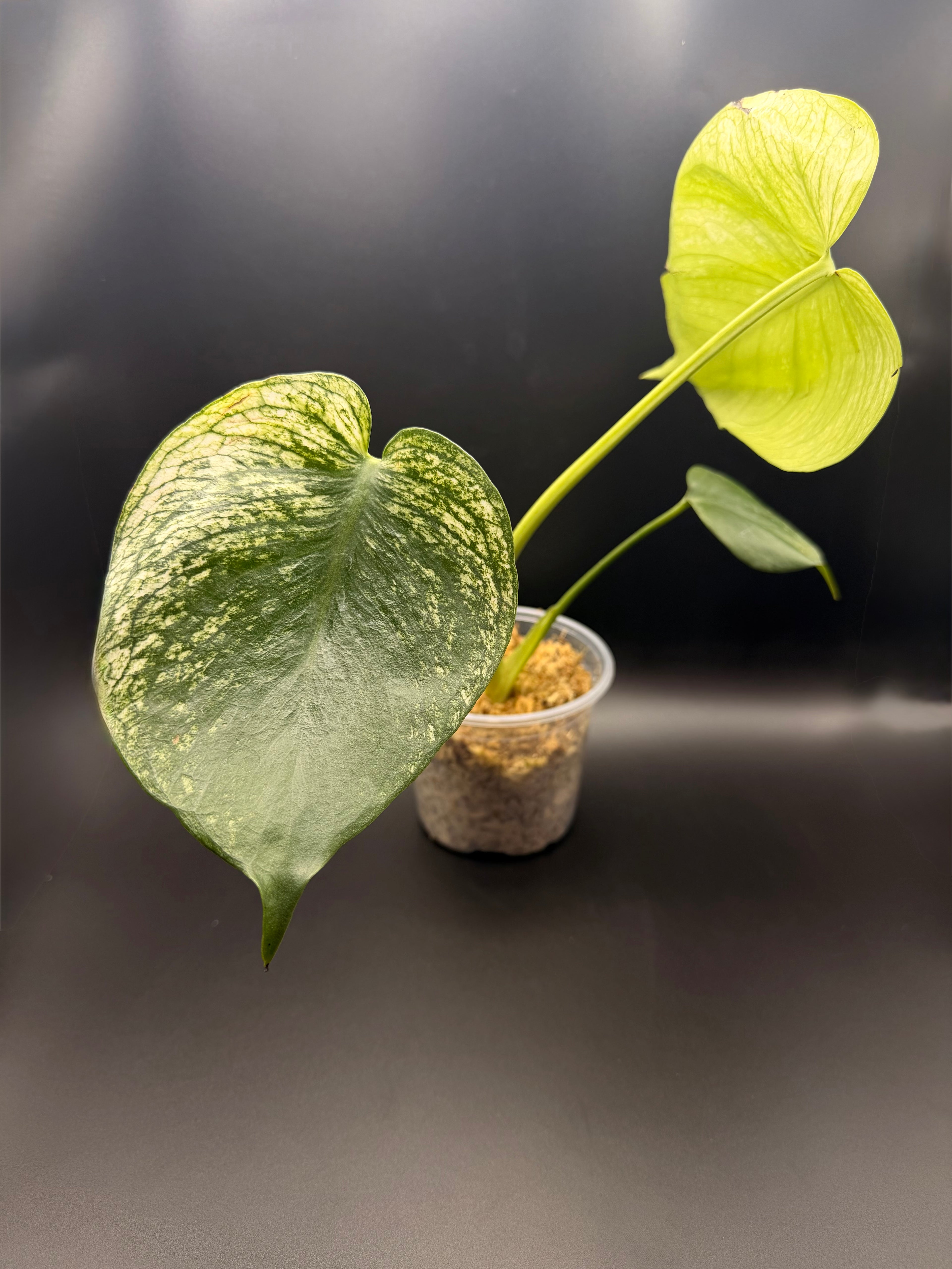 Monstera Devil Monster