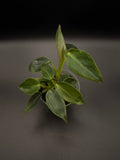 Philodendron Spiritus Sancti