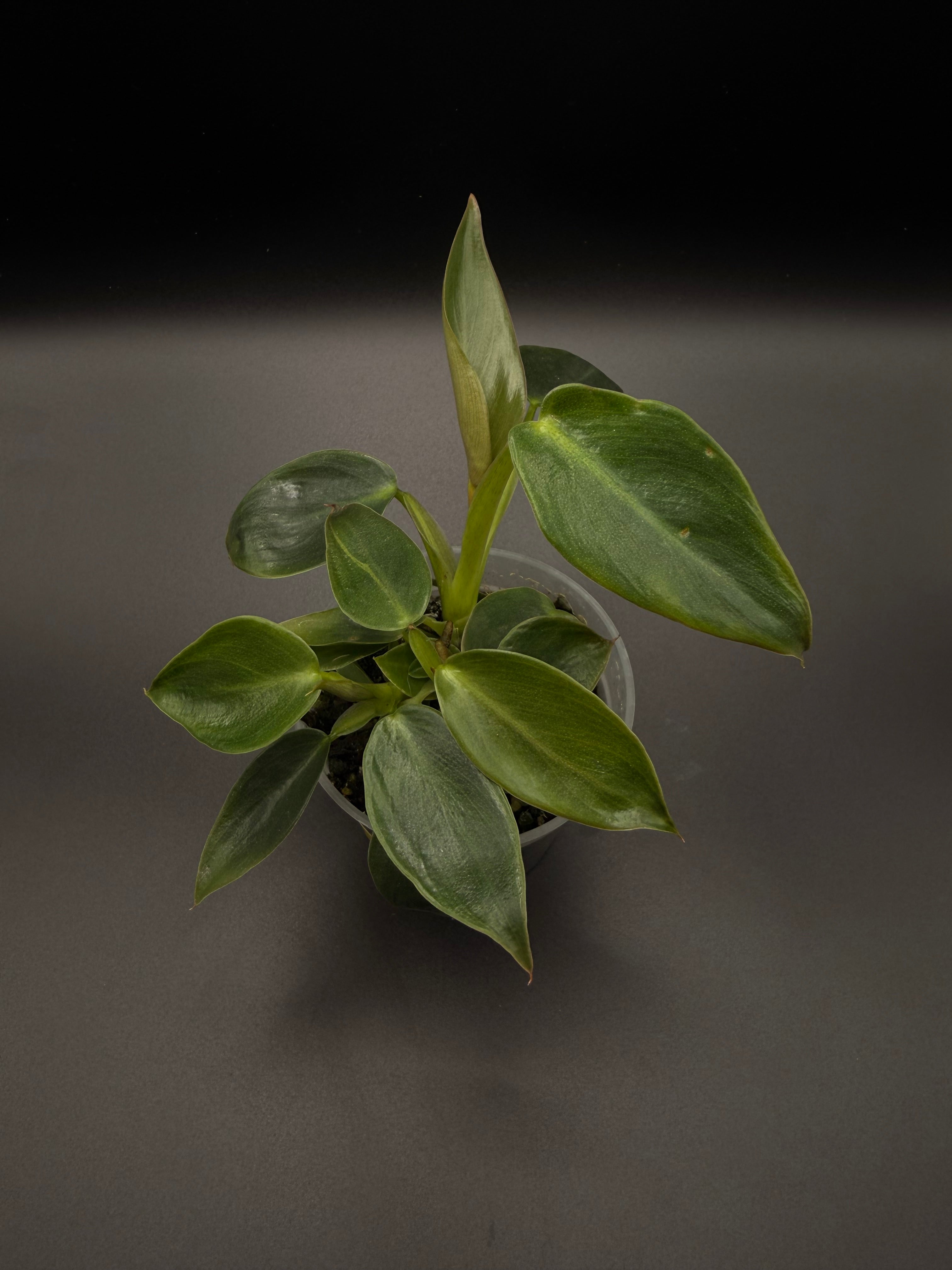 Philodendron Spiritus Sancti