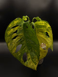 Monstera Adansonii Aurea