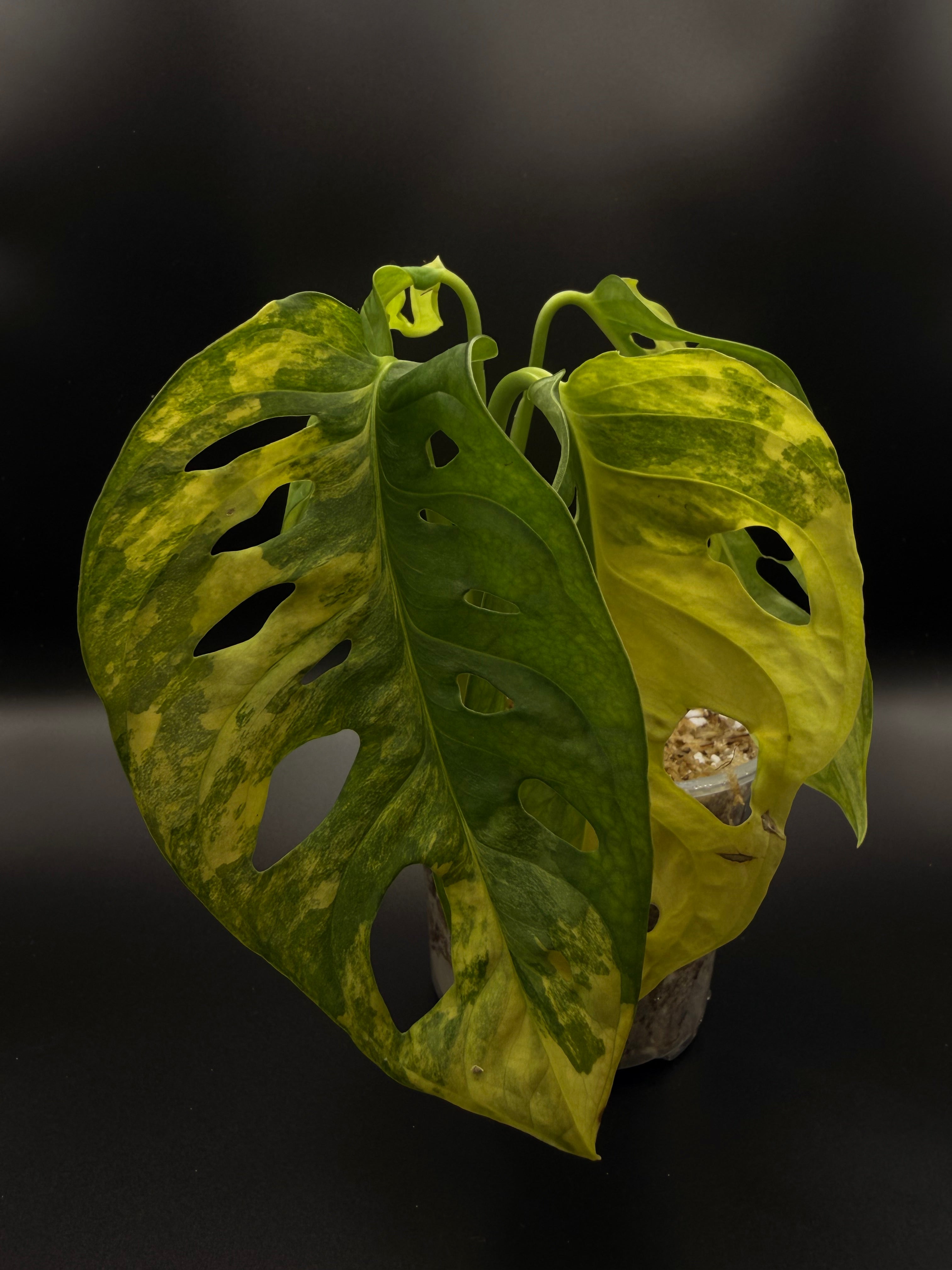 Monstera Adansonii Aurea