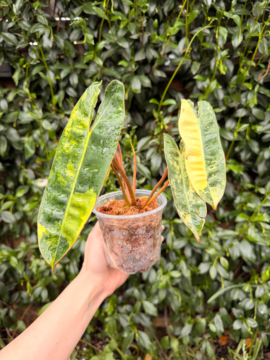 Variegated Billietiae