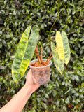 Variegated Billietiae