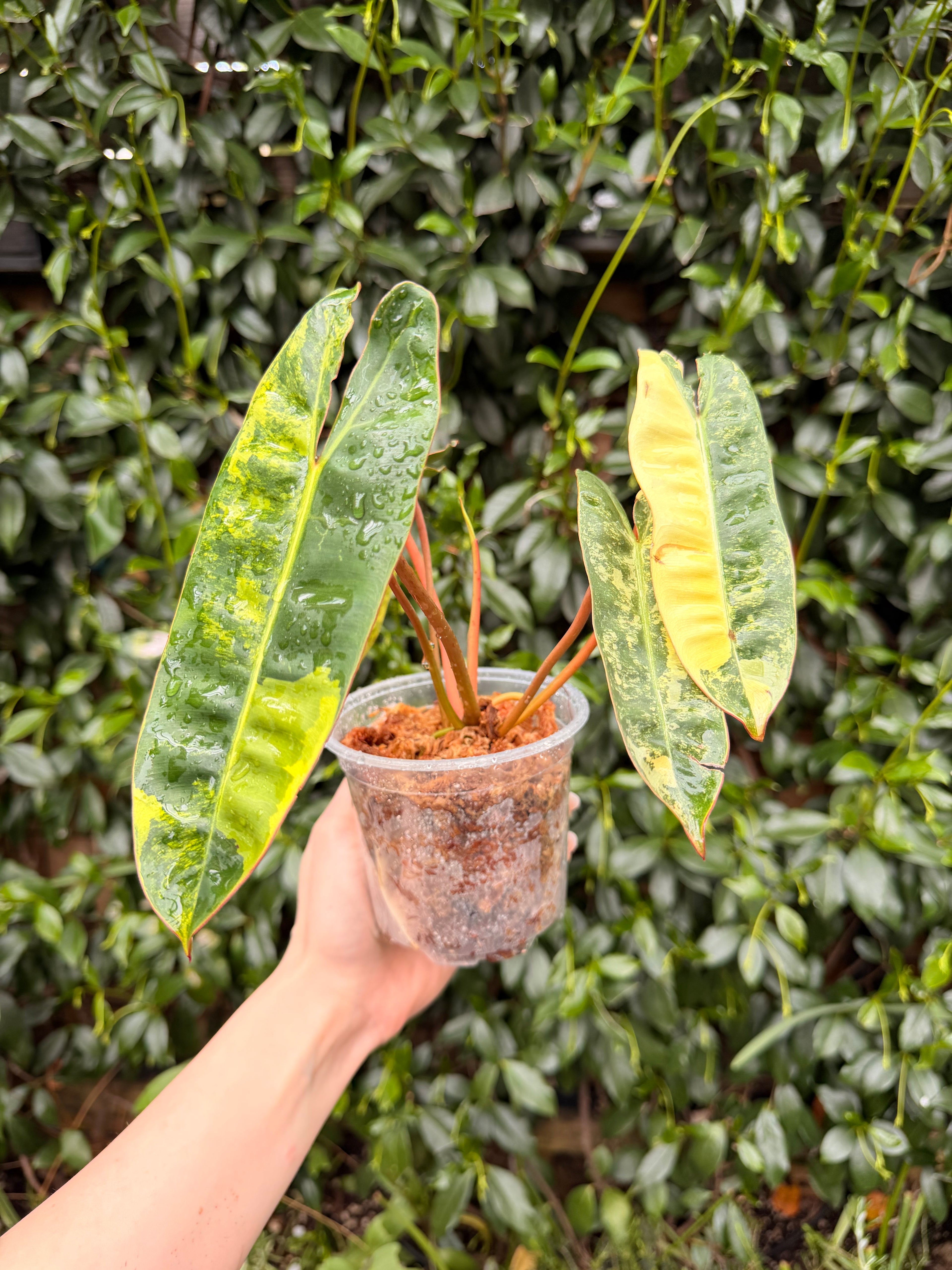 Variegated Billietiae