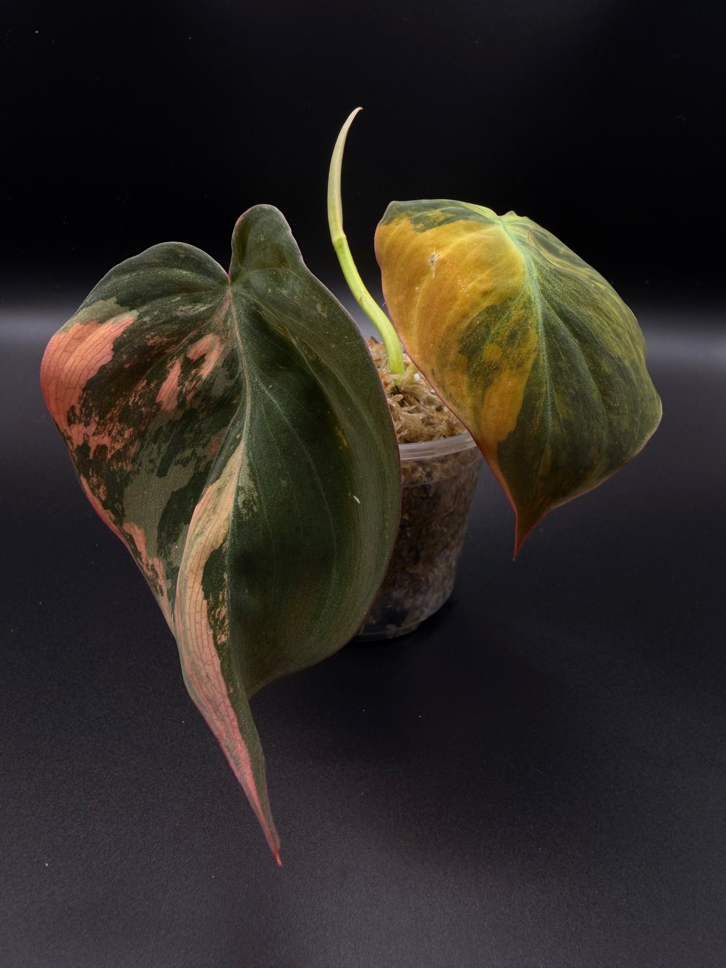 Variegated Philodendron Micans