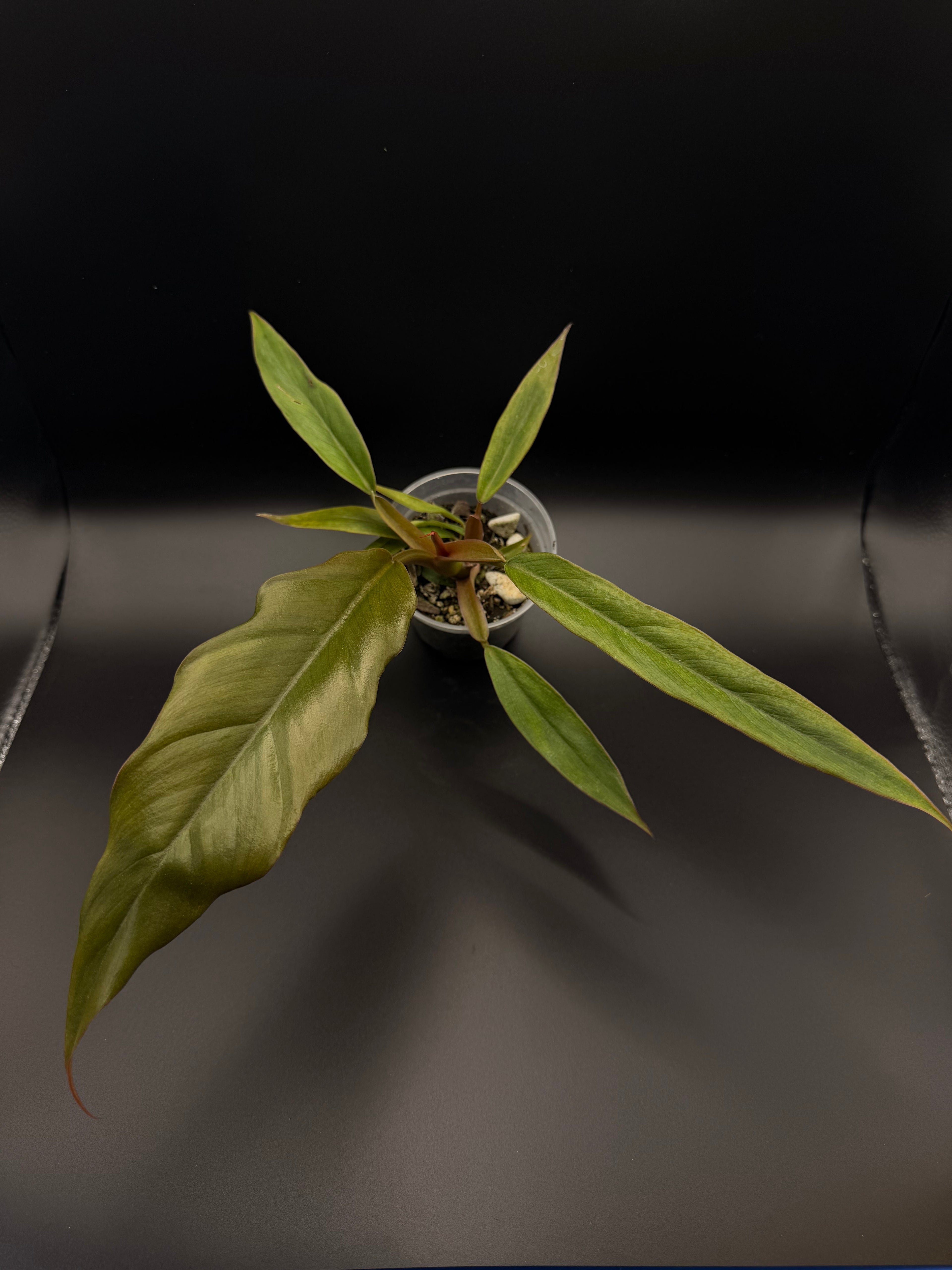 Philodendron Caramel Pluto