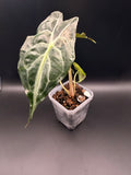 Alocasia Venom