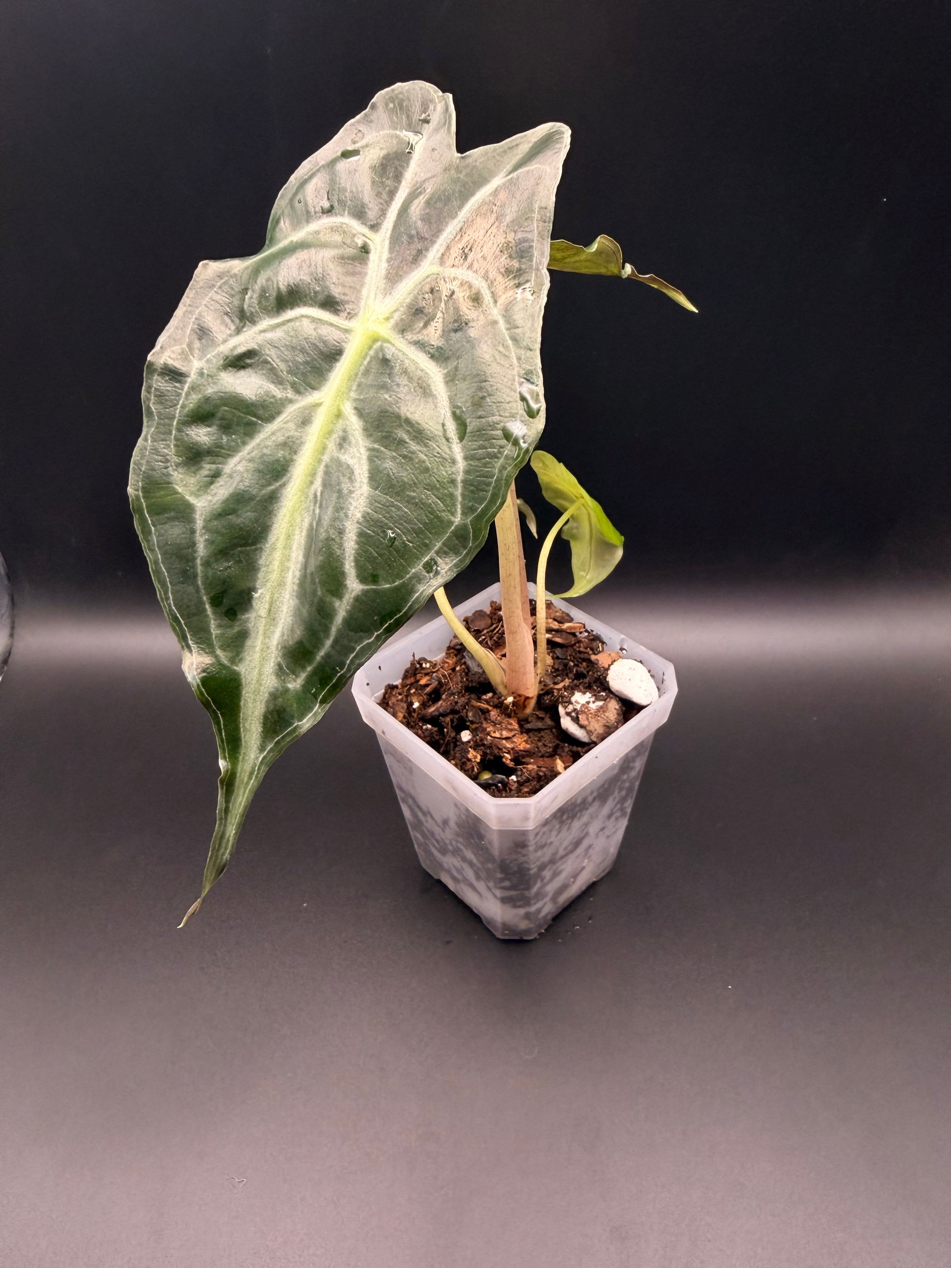 Alocasia Venom