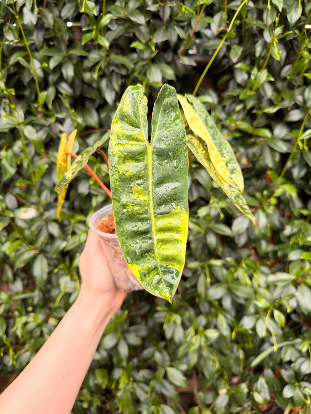 Variegated Billietiae