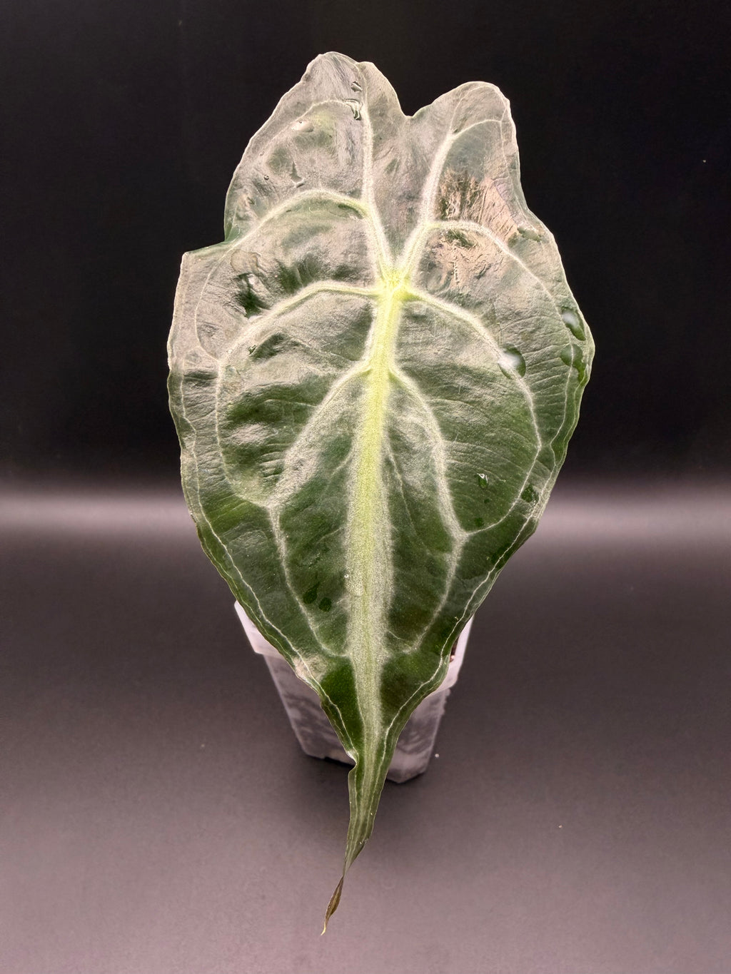 Alocasia Venom