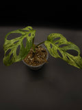 Monstera Adansonii Mottled