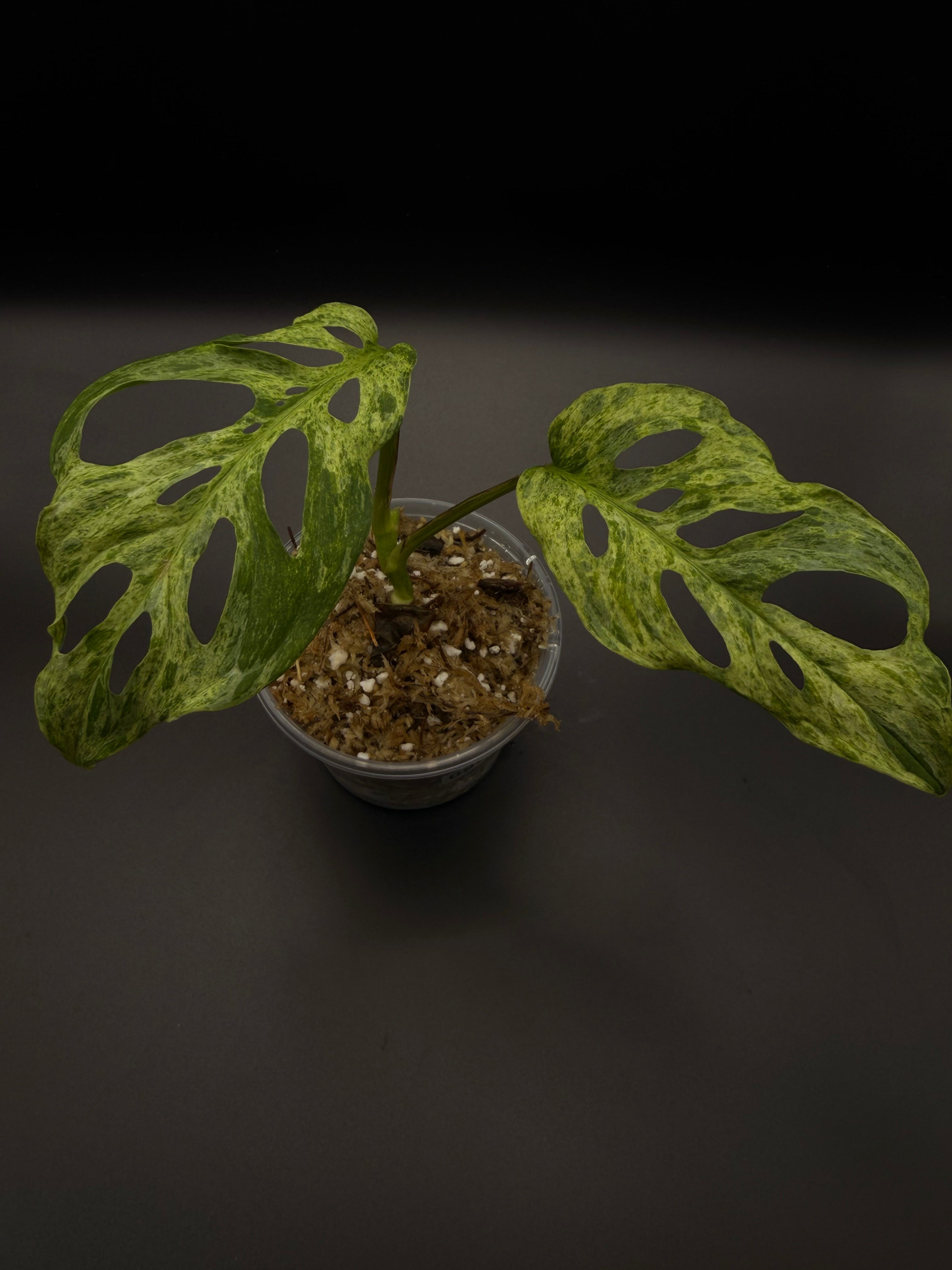 Monstera Adansonii Mottled