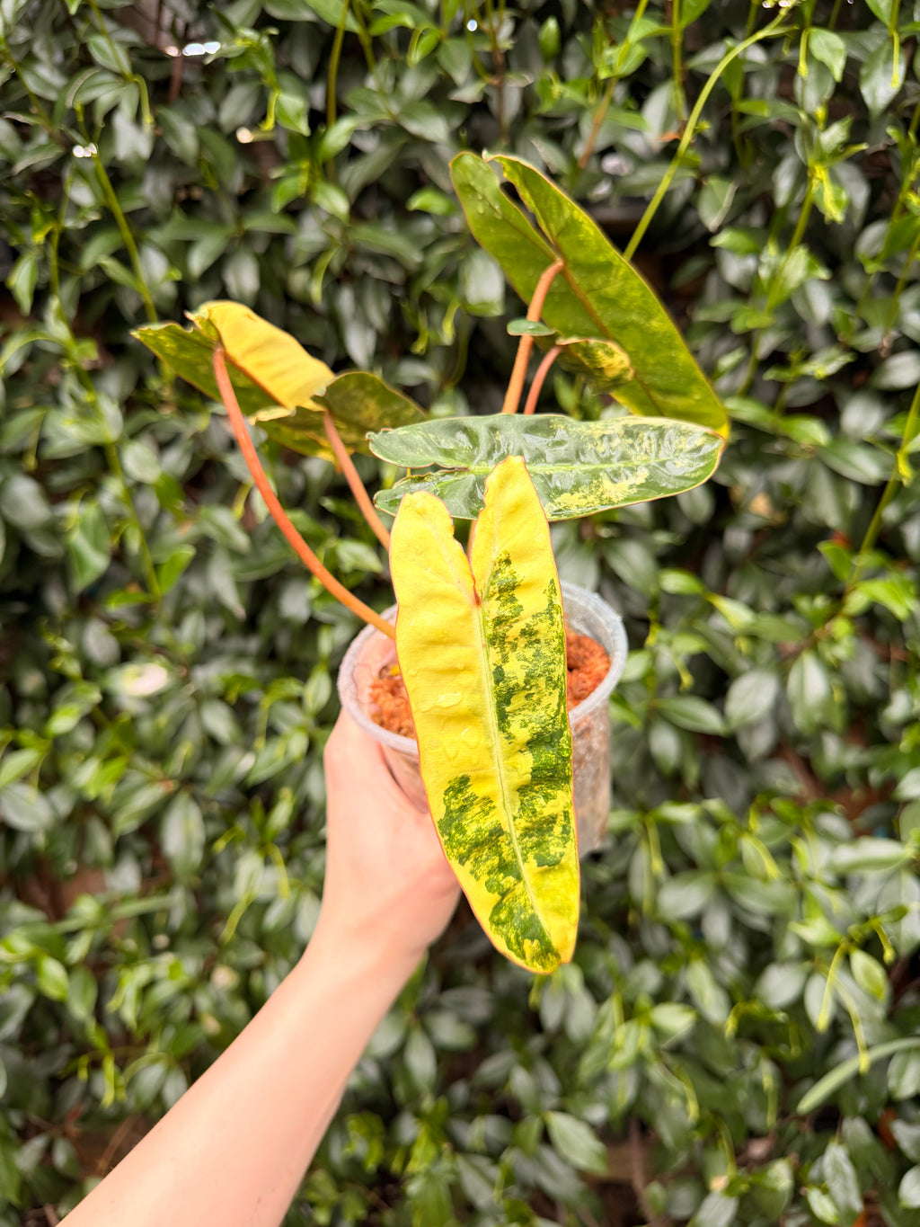 Variegated Billietiae