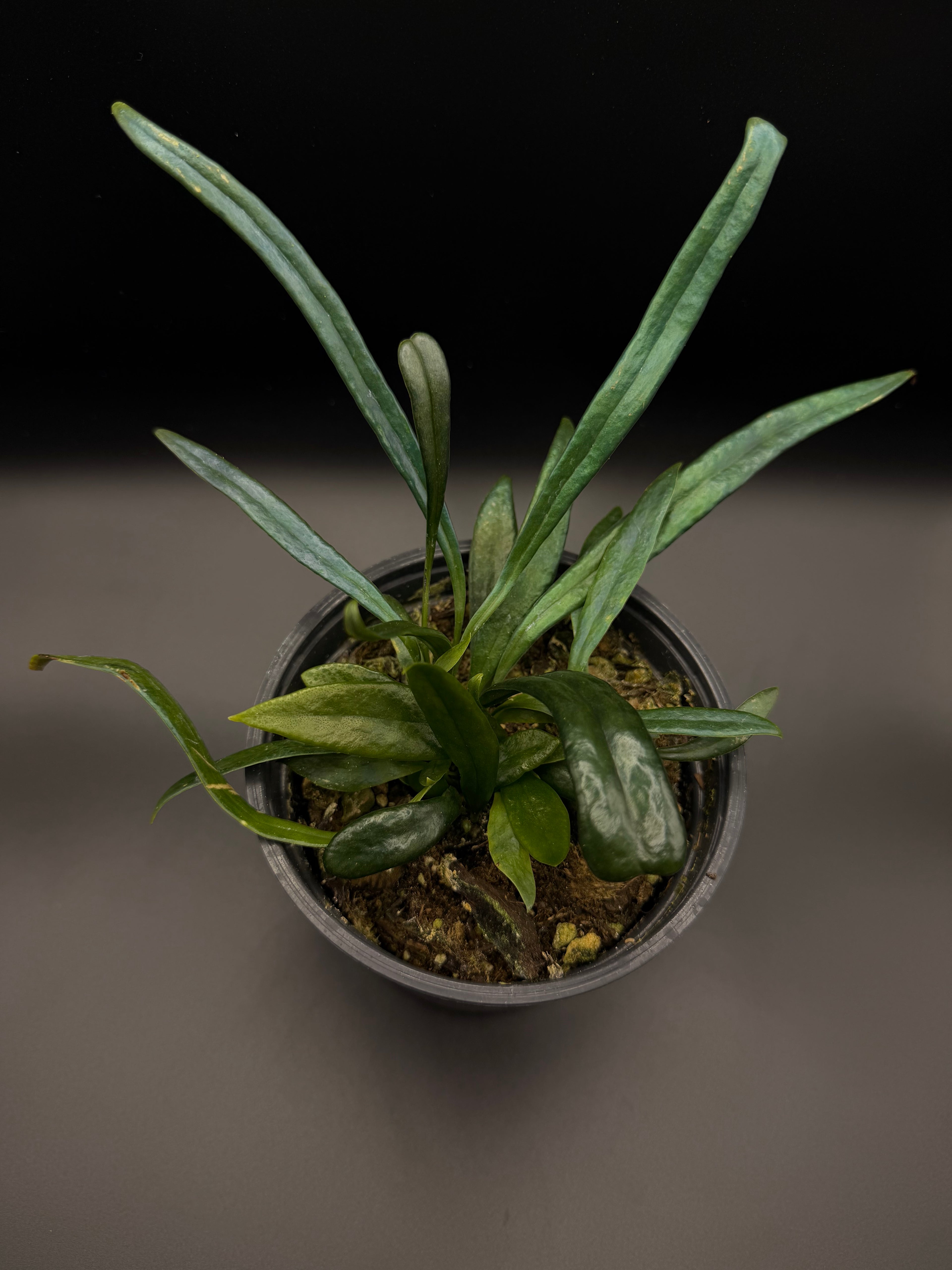 Blue Oil Fern