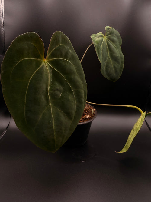Anthurium Ace of Spades x Xone