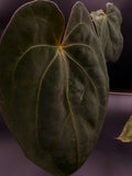 Anthurium Ace of Spades x Xone