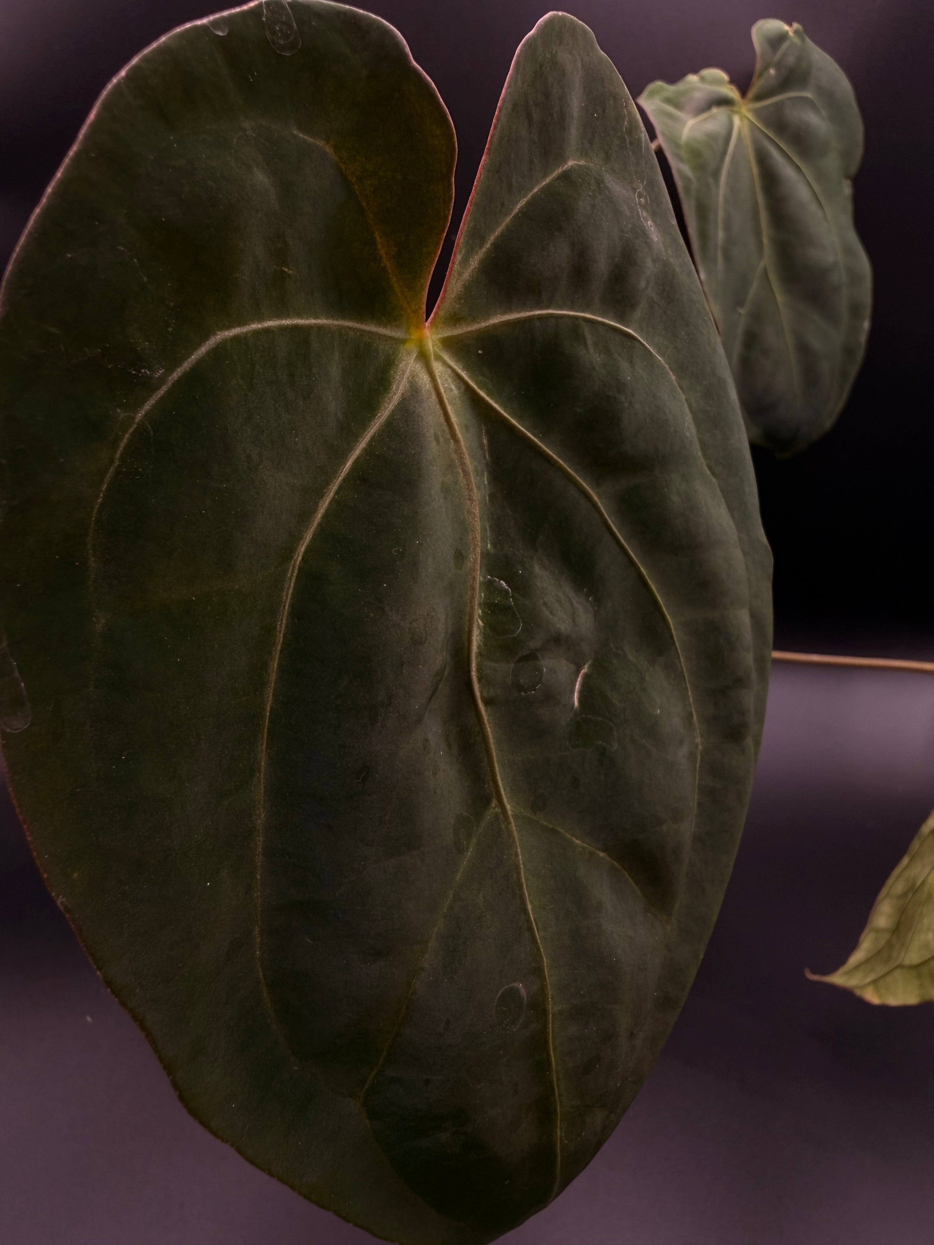 Anthurium Ace of Spades x Xone