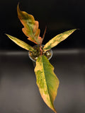 Philodendron Caramel Marble