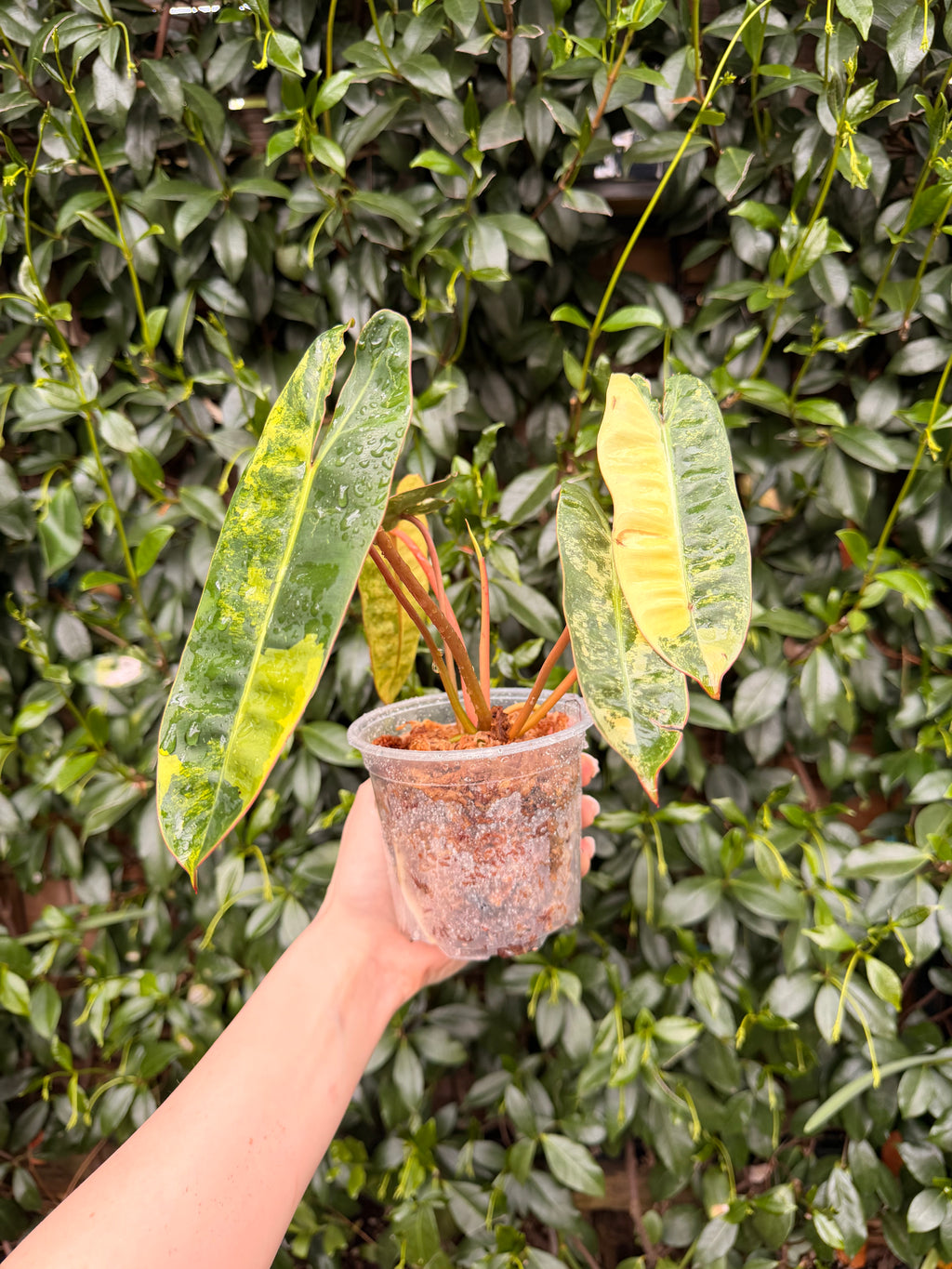 Variegated Billietiae