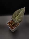 Alocasia Regal Shield
