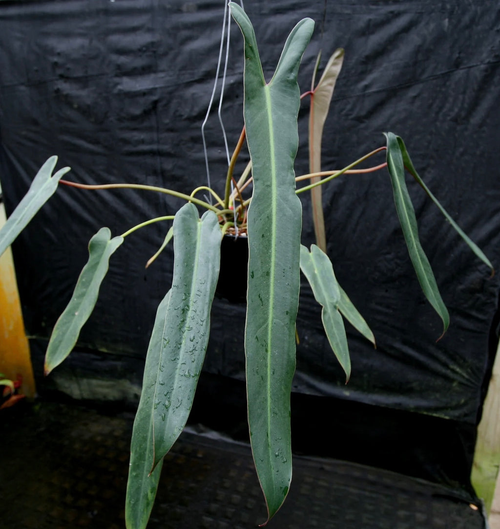 Philodendron Spiritus Sancti