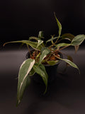 Philodendron Micans Halo Variegated
