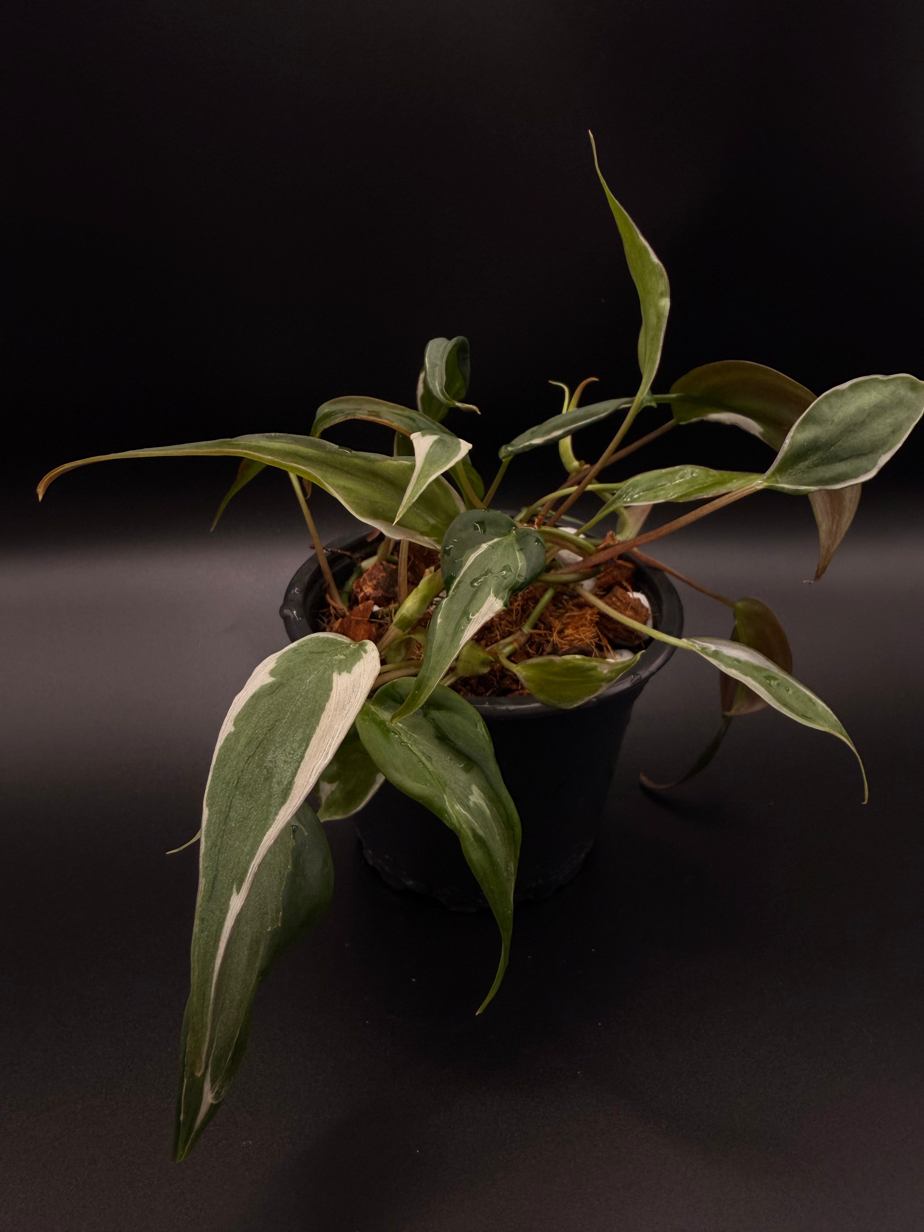 Philodendron Micans Halo Variegated