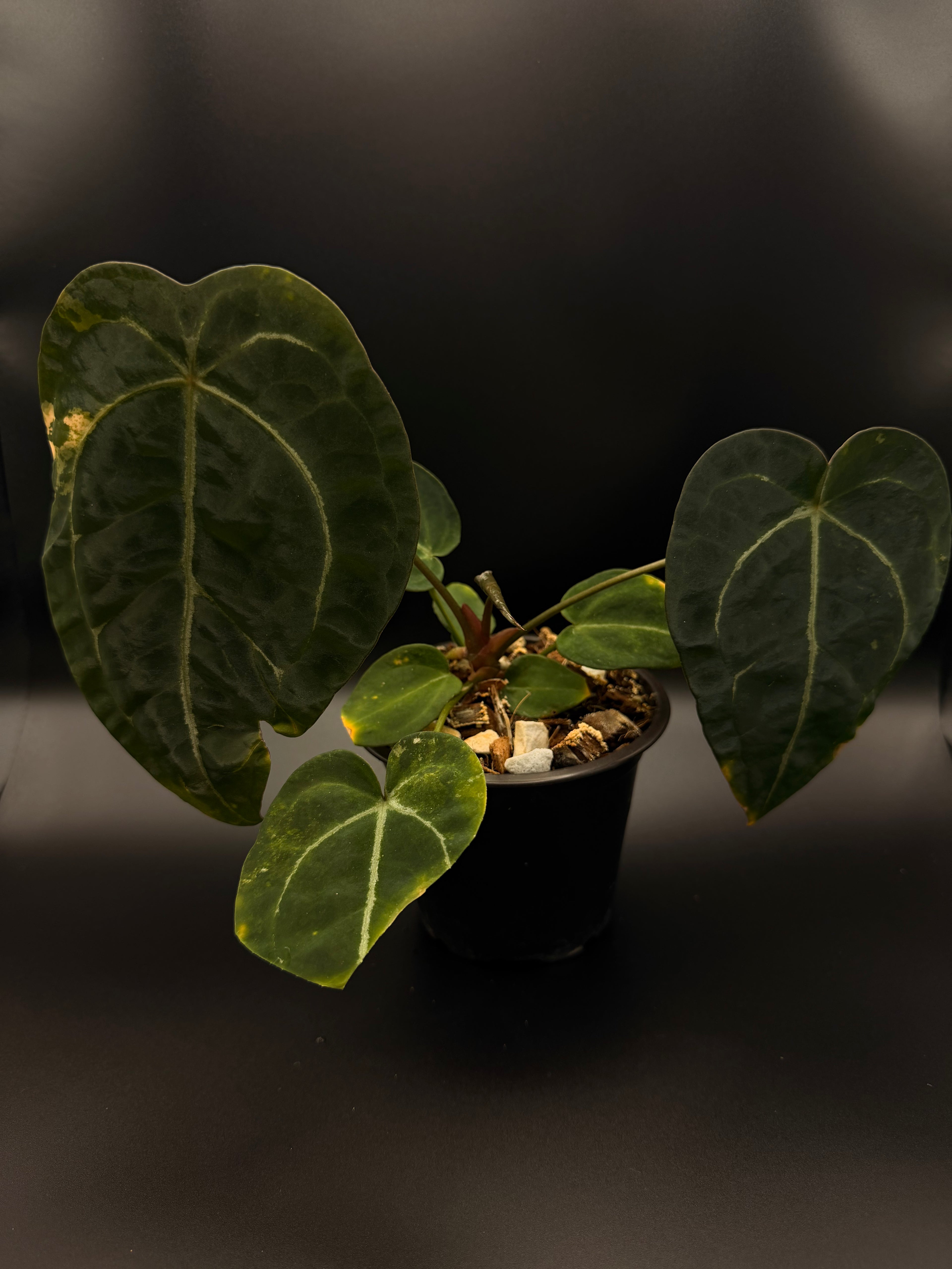 Variegated Anthurium Forgetii
