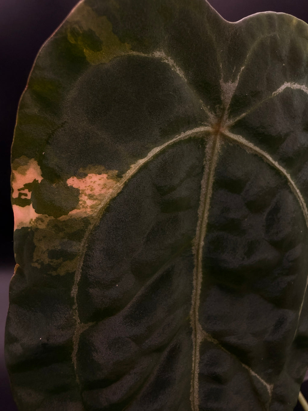 Variegated Anthurium Forgetii
