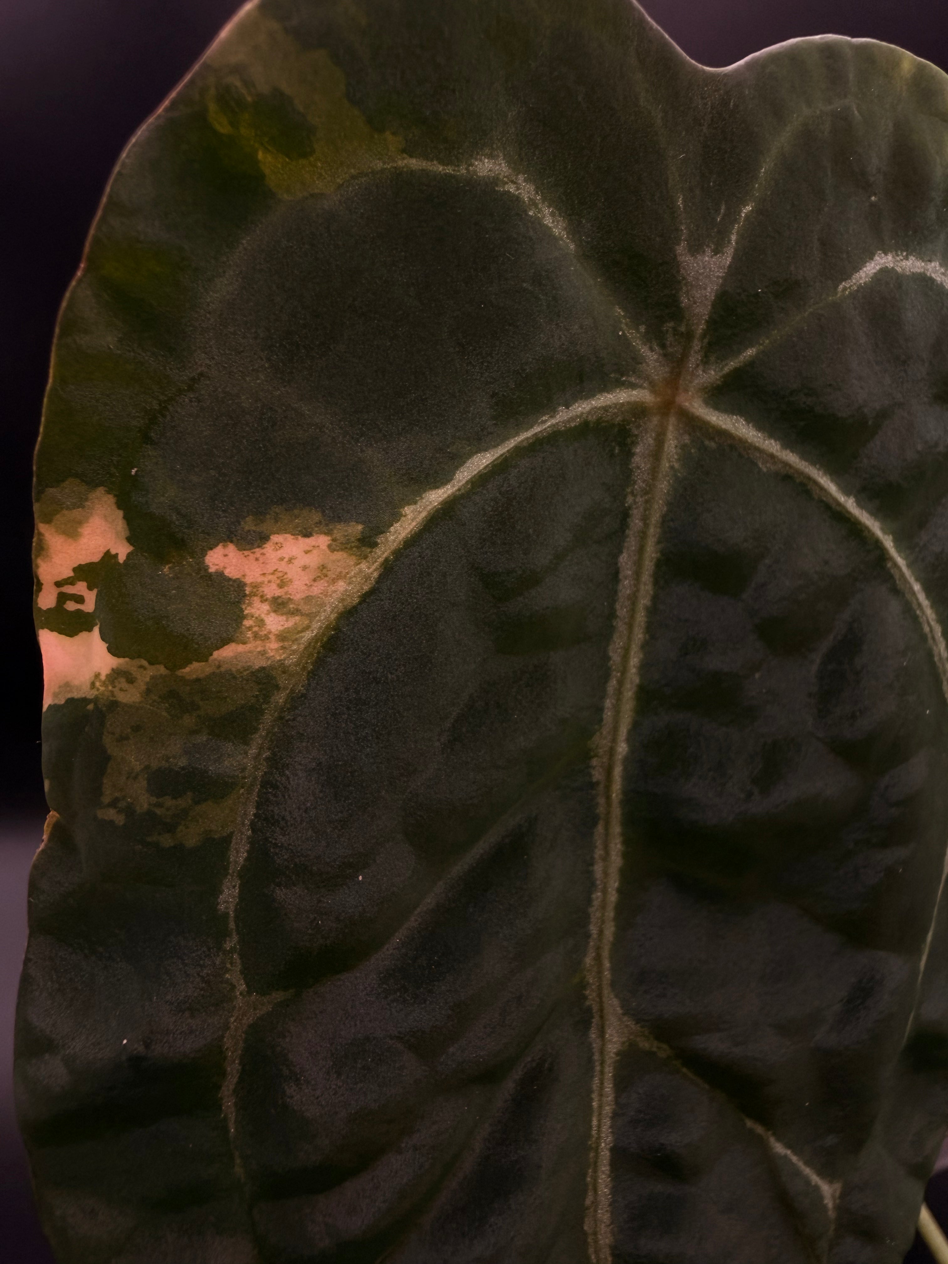 Variegated Anthurium Forgetii