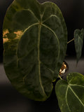 Variegated Anthurium Forgetii