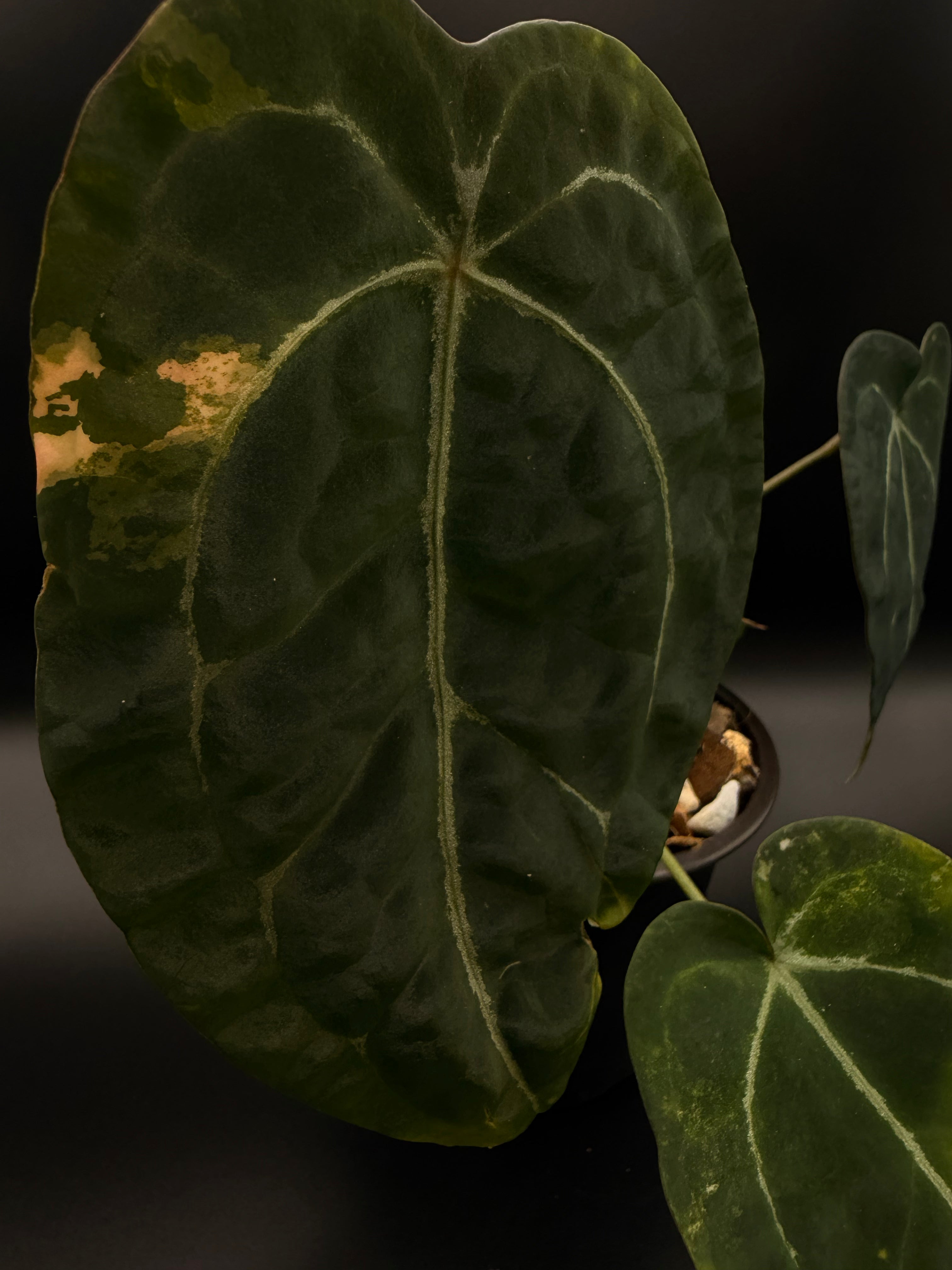 Variegated Anthurium Forgetii