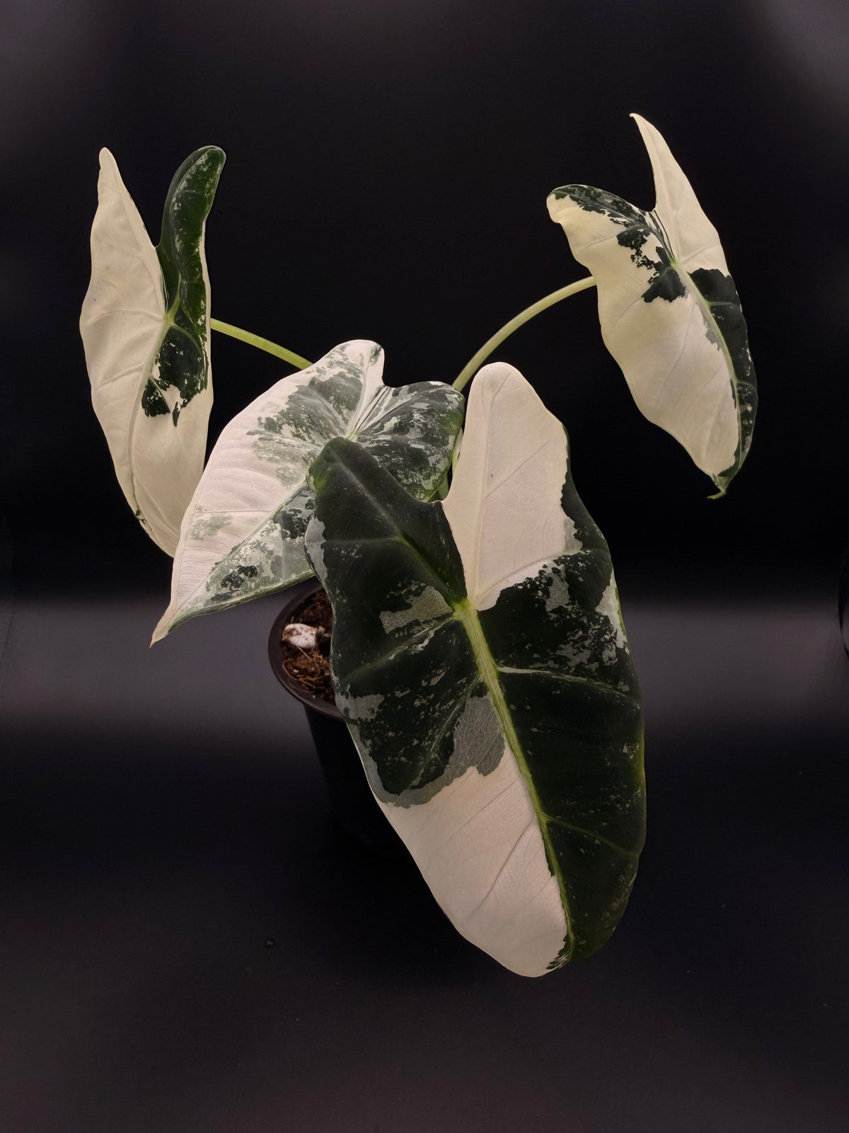 philodendron micans variegated Variegated Philodendron Micans – Cloud Forest Collective