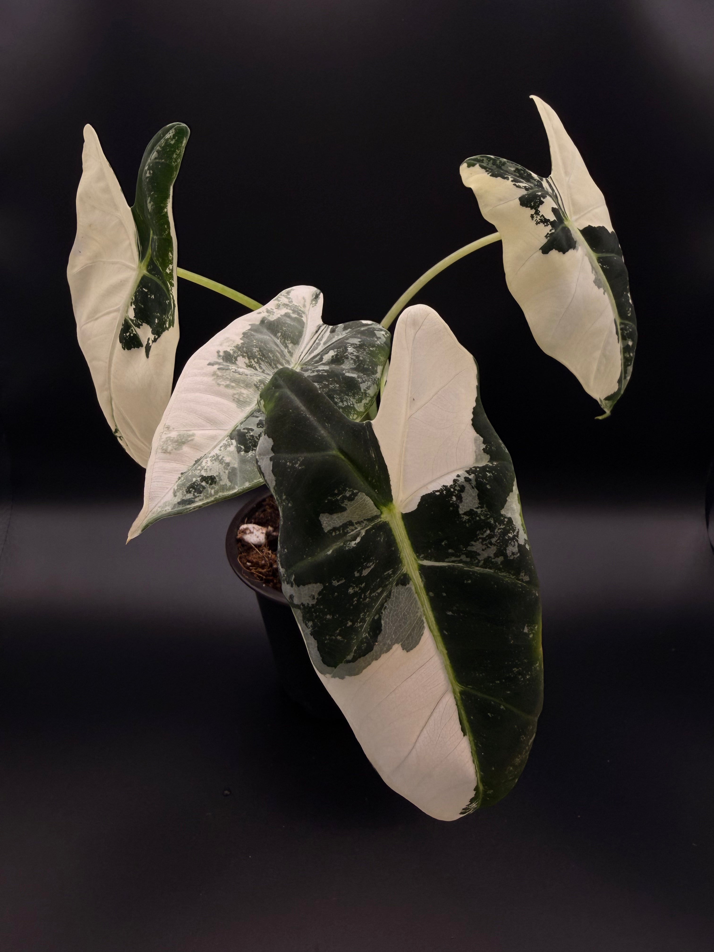 Alocasia Frydek Variegated