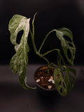 Monstera Adansonii Mint Variegated