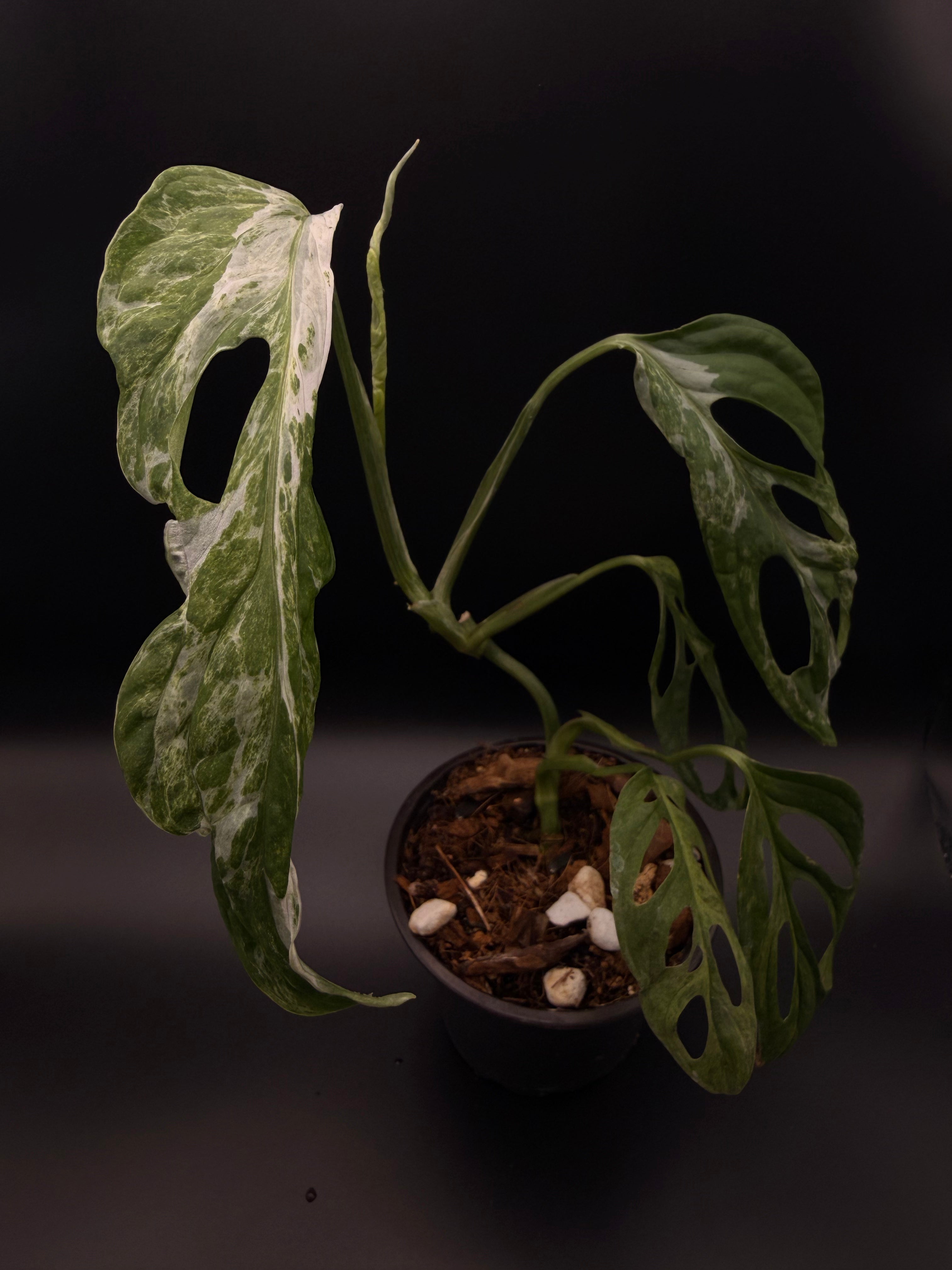 Monstera Adansonii Mint Variegated