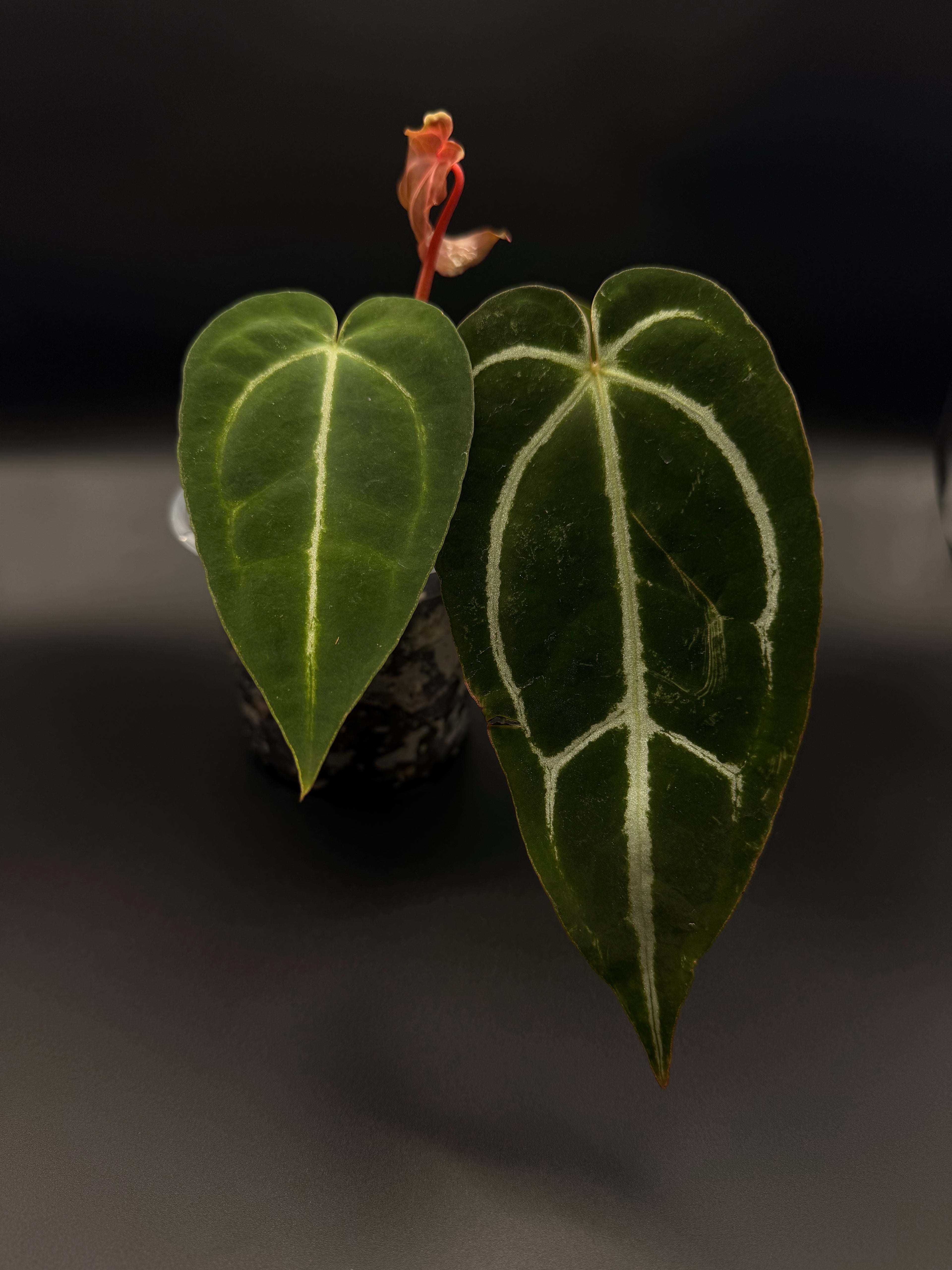 Anthurium Magnificum x Papillilaminum