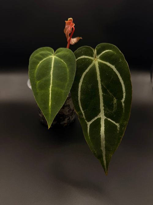 Anthurium Magnificum x Papillilaminum