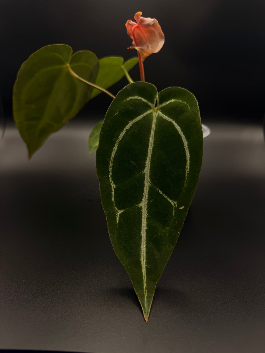 Anthurium Magnificum x Papillilaminum