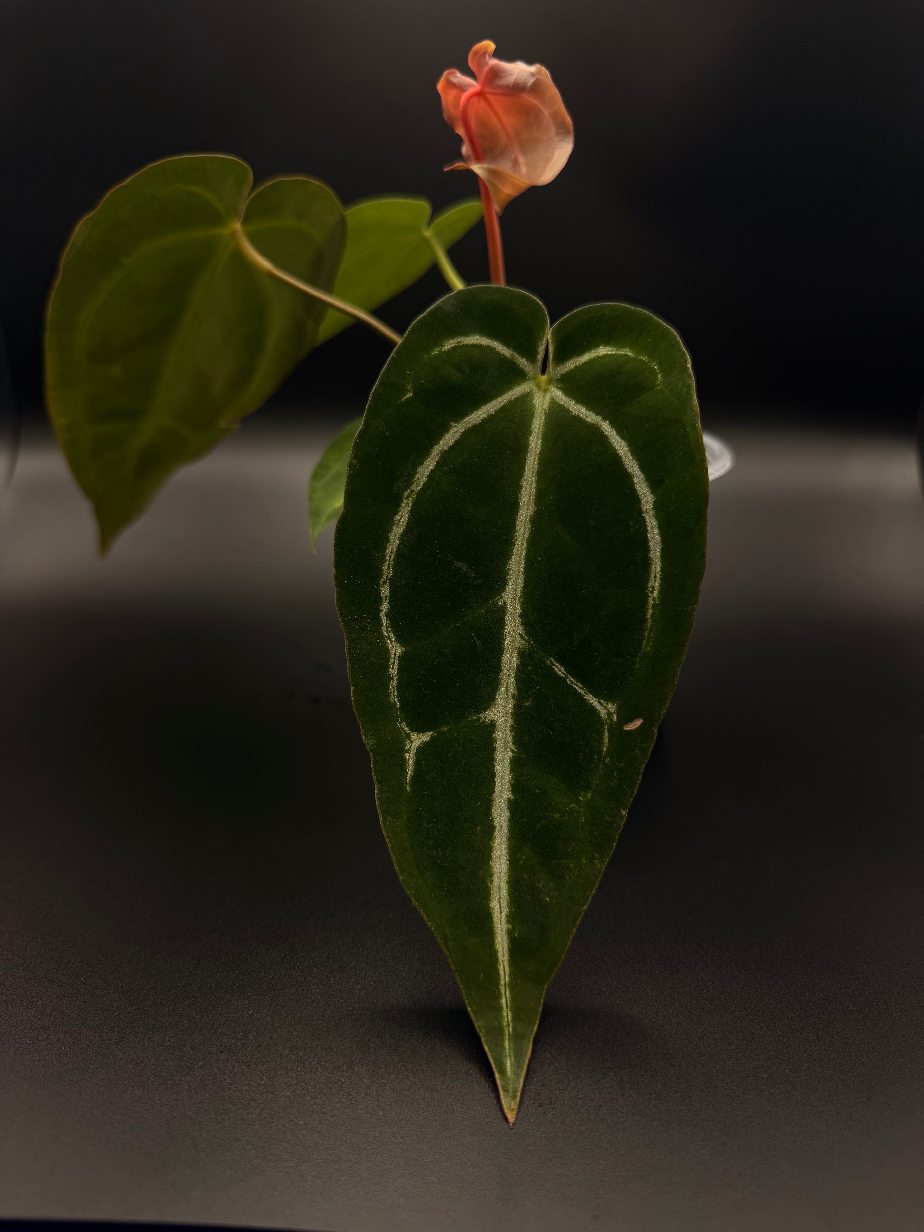 Anthurium Magnificum x Papillilaminum
