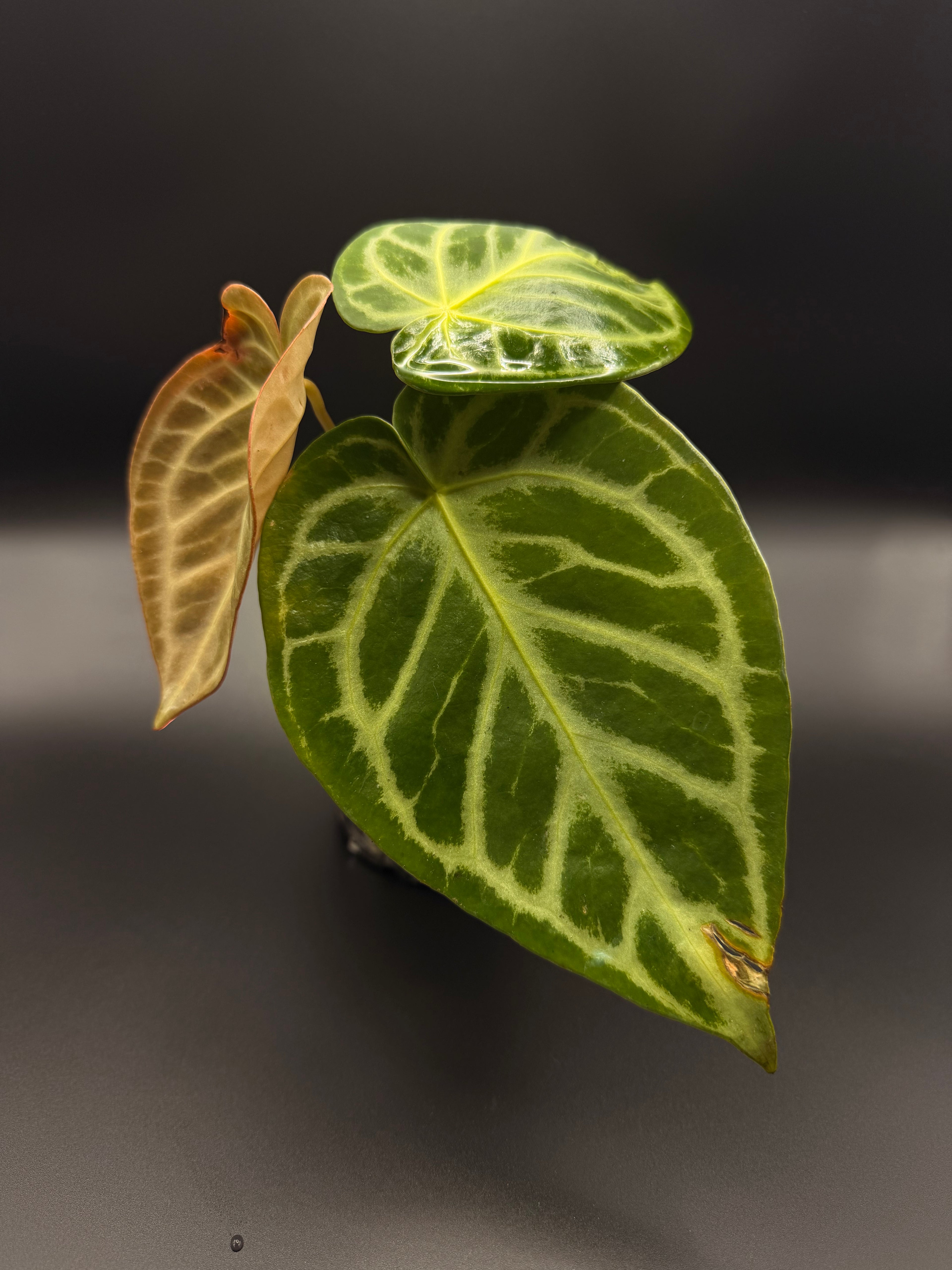 Anthurium Silver x Papillilaminum Golden