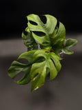 Rhaphidophora Tetrasperma Albo