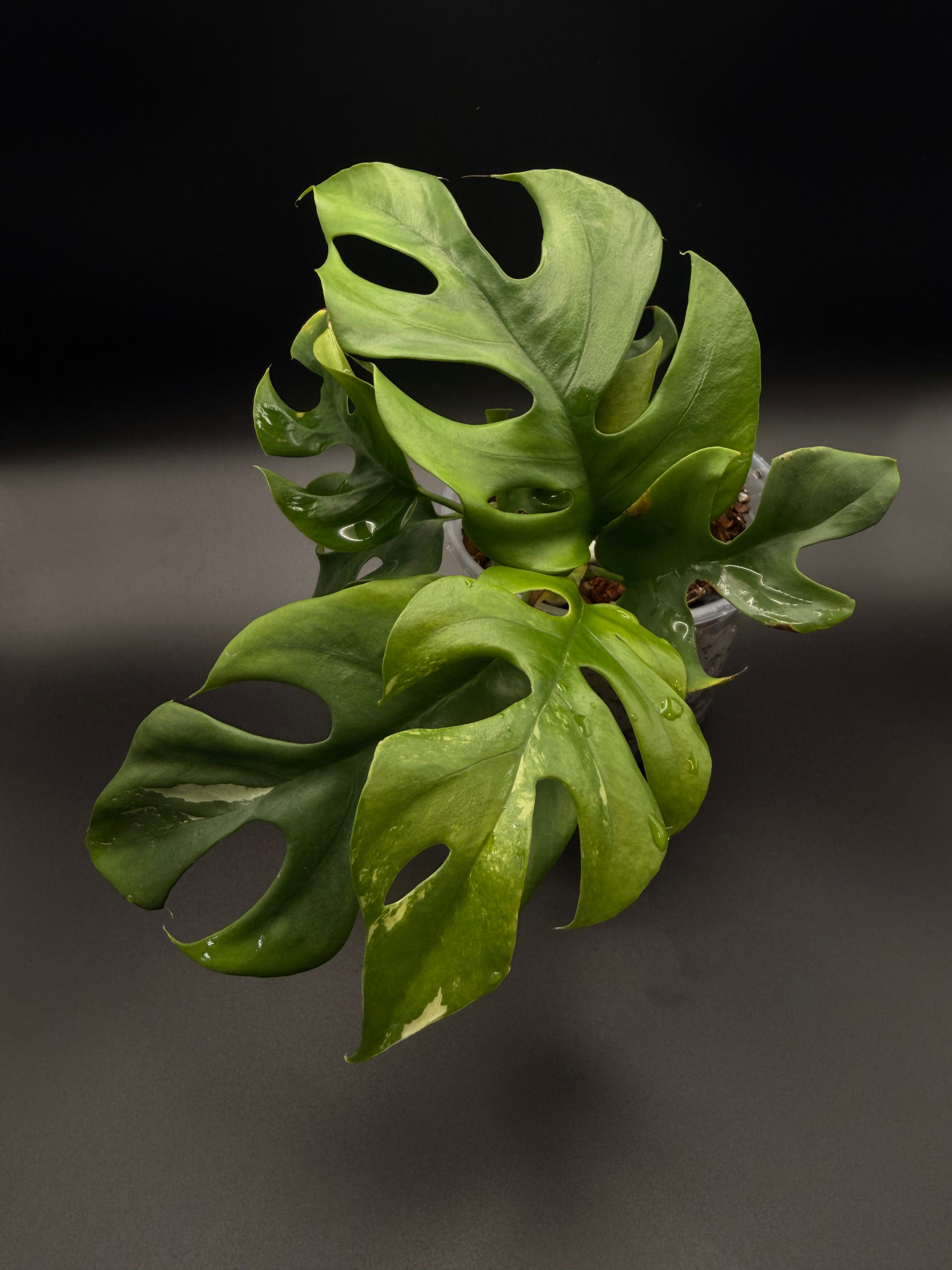 Rhaphidophora Tetrasperma Albo