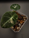 Alocasia Pink Black Velvet