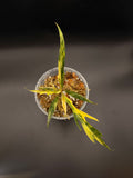 Variegated Philodendron Tortum
