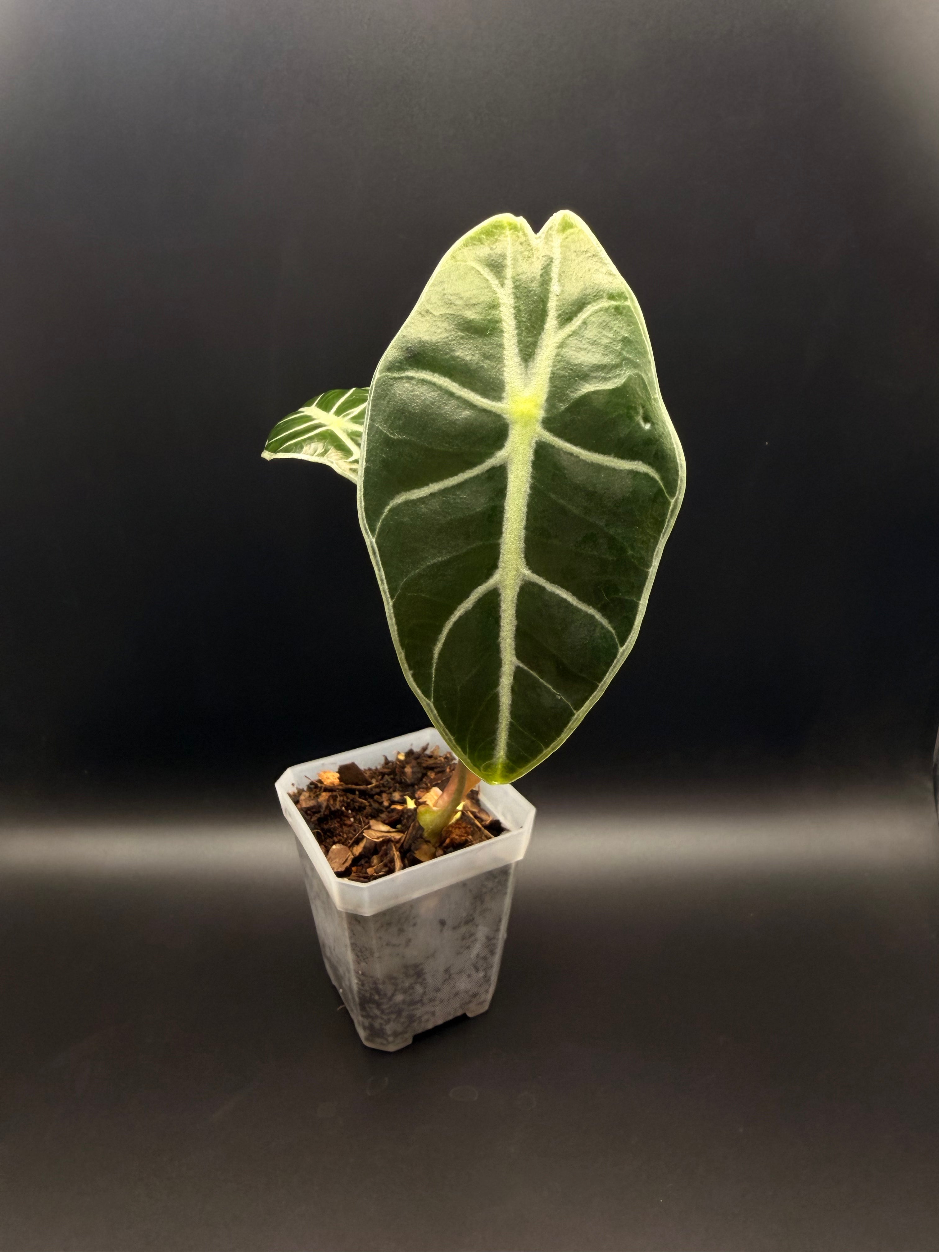Alocasia Watsoniana Red Vein