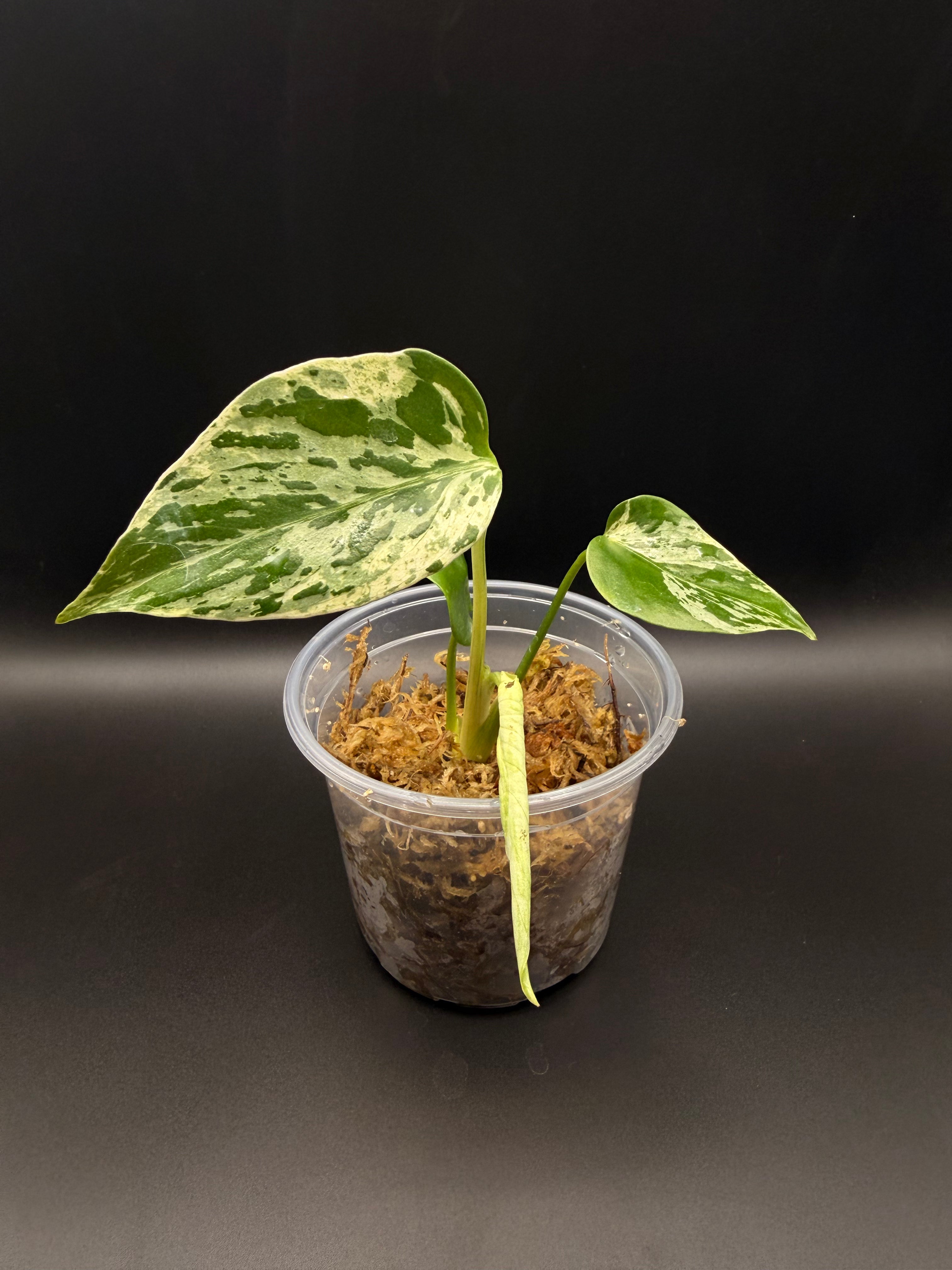 Monstera Bulbasaur