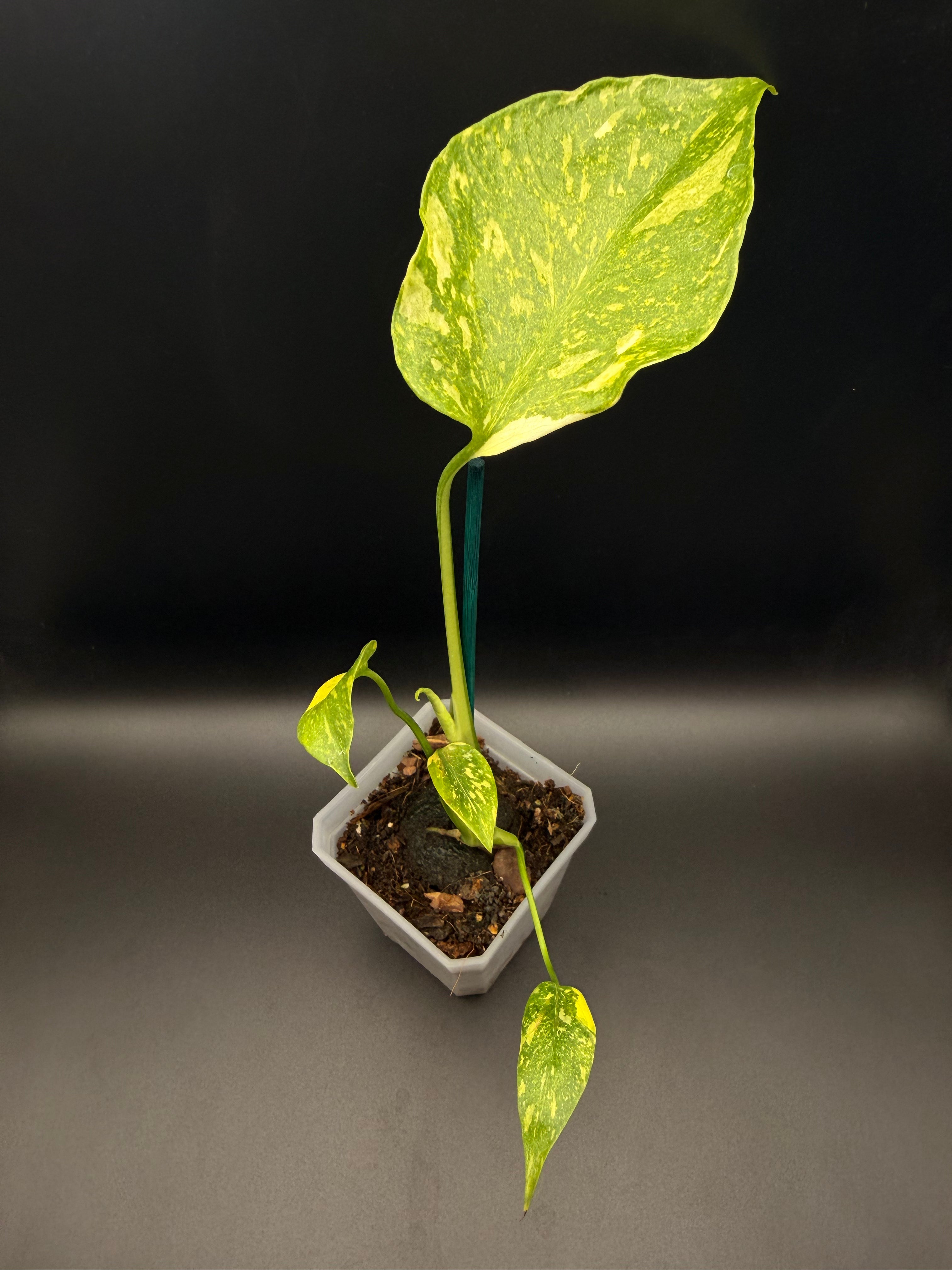Monstera Electrolyte